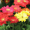 Gerbera Colorbloom Mix Seeds