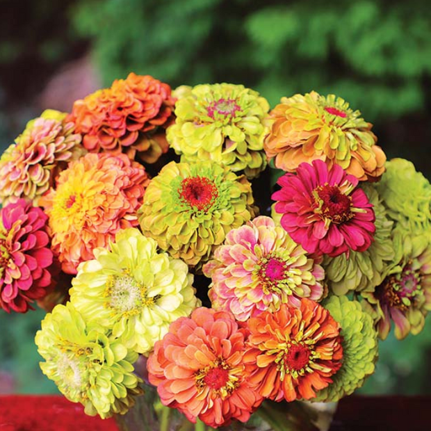Queeny Lime Mix Zinnia Seeds .blend of Queeny series zinnias.