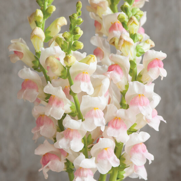 Snapdragon Potomac Appleblossom  Seed