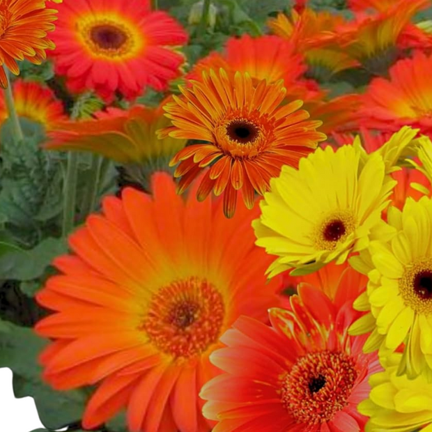 Gerbera  Jaguar Fire Dark Eye Mix
