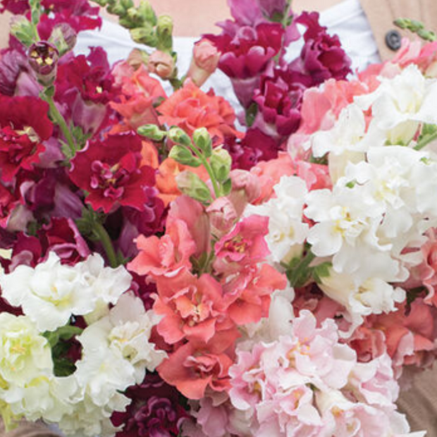 Madame Butterfly Mix  Snapdragon Seeds