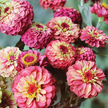 Queeny Lime Mix Zinnia Seeds .blend of Queeny series zinnias.