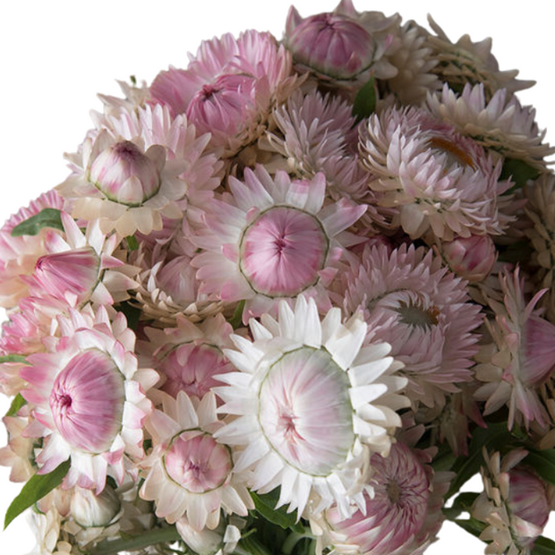 Silvery Rose Strawflower Seed
