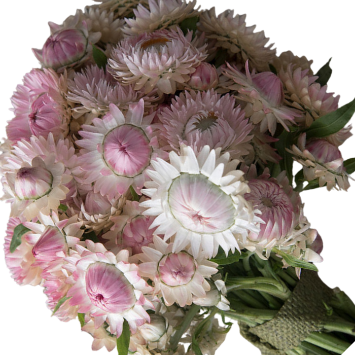 Silvery Rose Strawflower Seed