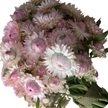 Silvery Rose Strawflower Seed