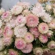 Silvery Rose Strawflower Seed