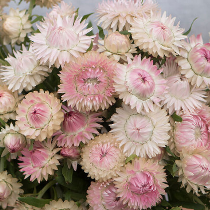 Silvery Rose Strawflower Seed