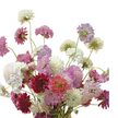 Scabiosa QIS Mix Seed