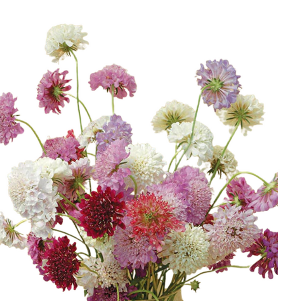 Scabiosa QIS Mix Seed