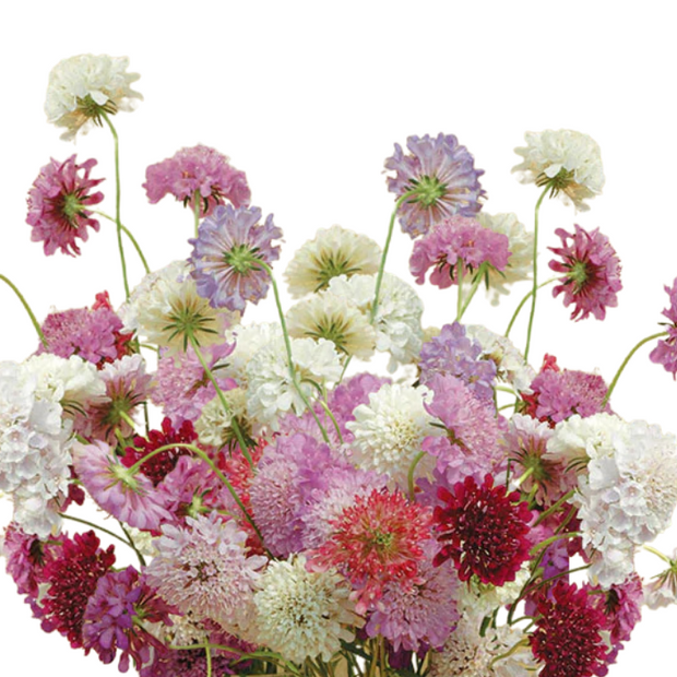Scabiosa QIS Mix Seed