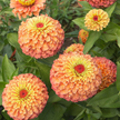 Queeny Lime Mix Zinnia Seeds .blend of Queeny series zinnias.