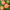 Queeny Lime Orange Zinnia Seeds