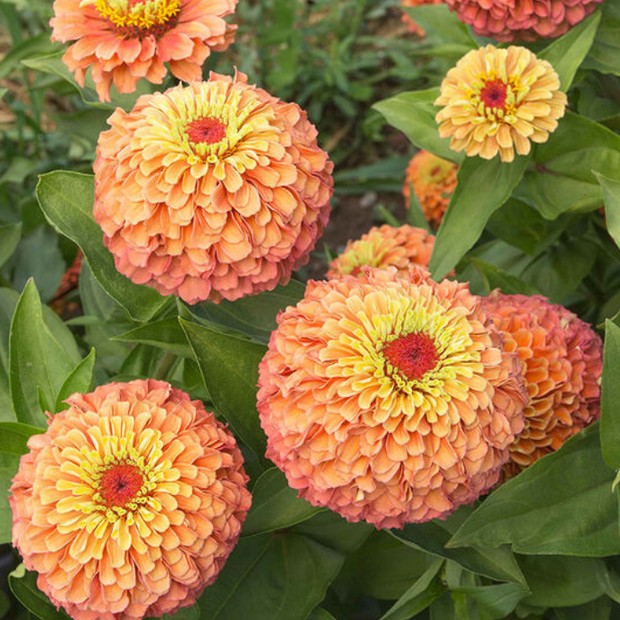 Queeny Lime Mix Zinnia Seeds .blend of Queeny series zinnias.