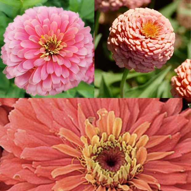 Bubblegum Zinnia Seed Mix
