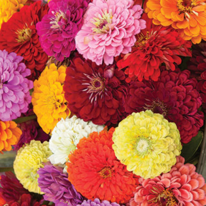 Benary's Giant Mix Zinnia Seeds  Benary's Giant Zinnia Mix Seed