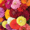 Benary's Giant Mix Zinnia Seeds  Benary's Giant Zinnia Mix Seed