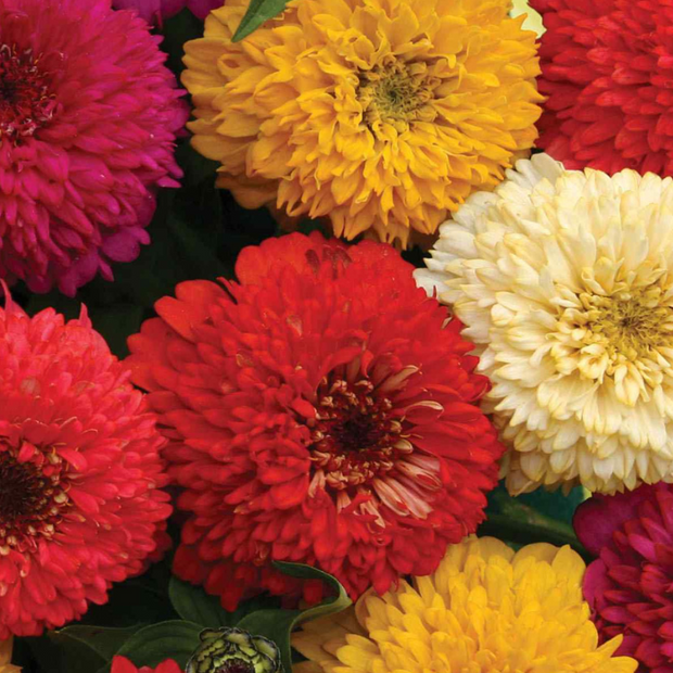 Candy Zinnia Seed Mix Zinnia Elegans