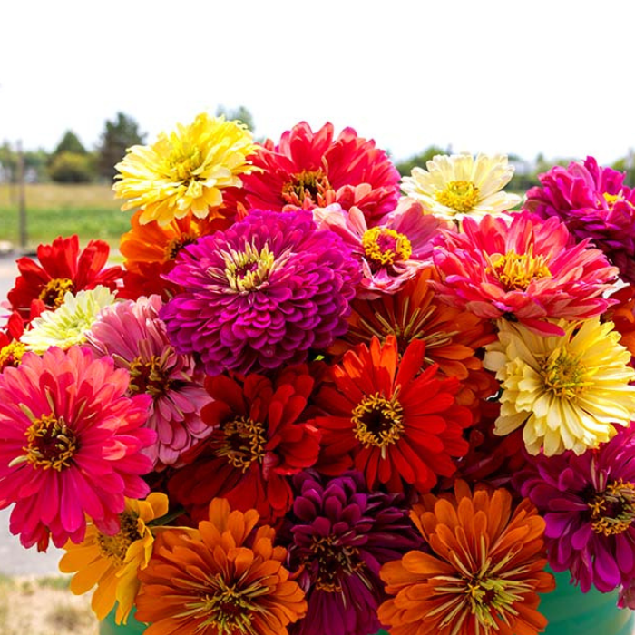 Zinnia Magnificent Mixture Seeds