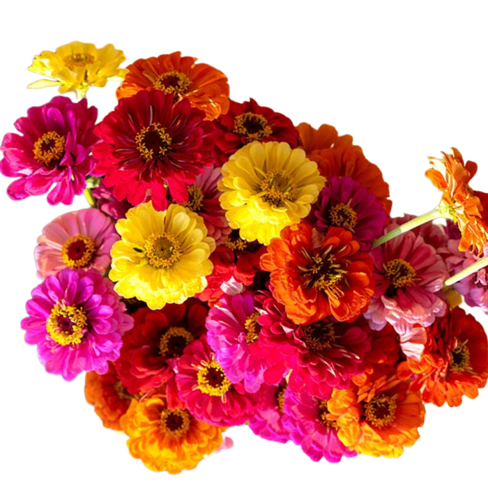 Zinnia Magnificent Mixture Seeds