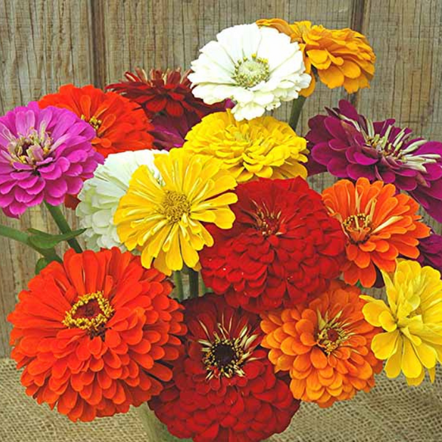 Magnificent Mixture Zinnia Seeds