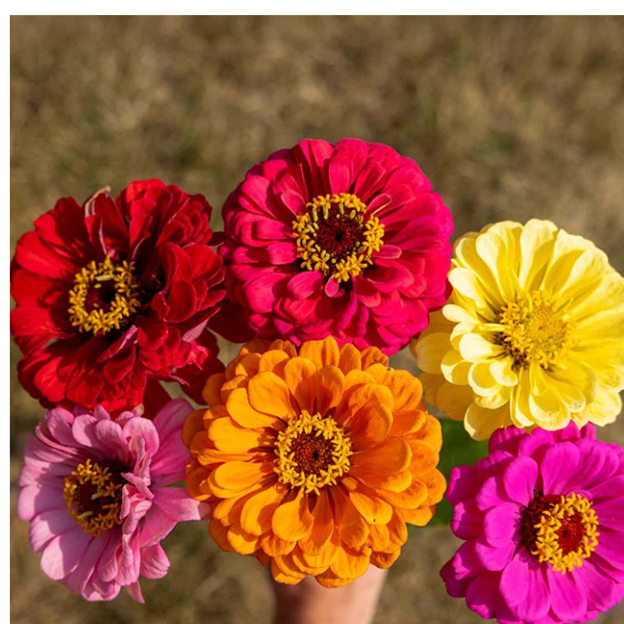 Zinnia Magnificent Mixture Seeds
