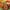 Zinnia Seed Mix Jazzy Mix Zinnia Seeds