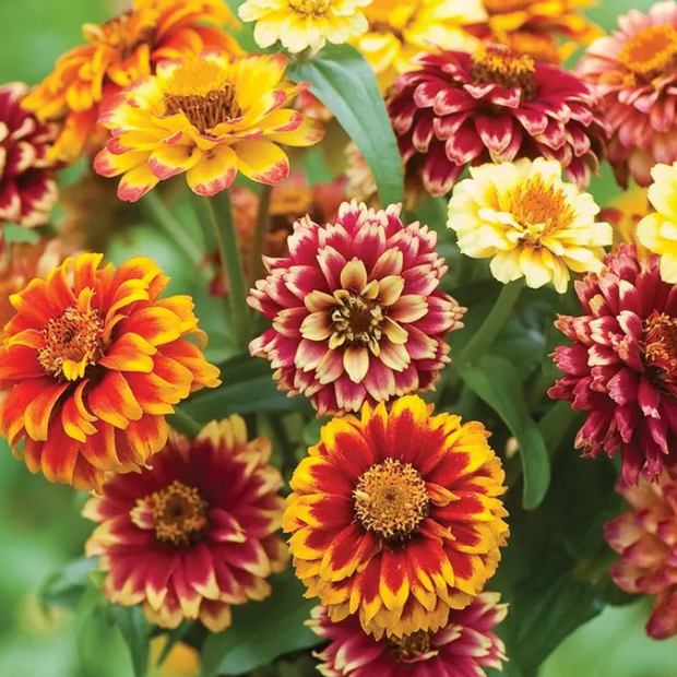 Jazzy Mix Zinnia Seeds