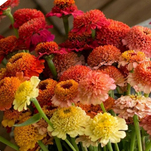 Candy Zinnia Seed Mix Zinnia Elegans