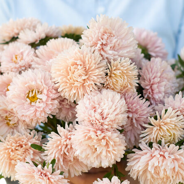 Aster Seeds King Size Apricot China Aster Seed