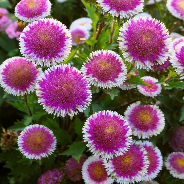 AsterTall Pompon Hi-no-maru Seeds