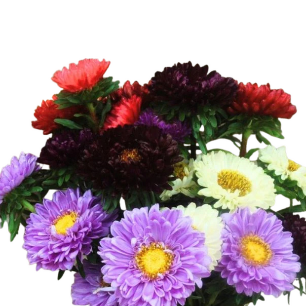 Aster Seeds Matsumoto Mix Seed