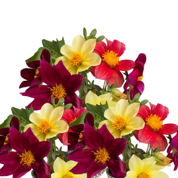 Dahlia Seeds  Mignon Mix