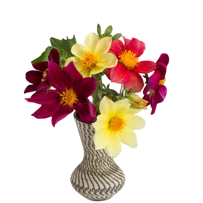 Dahlia Seeds  Mignon Mix
