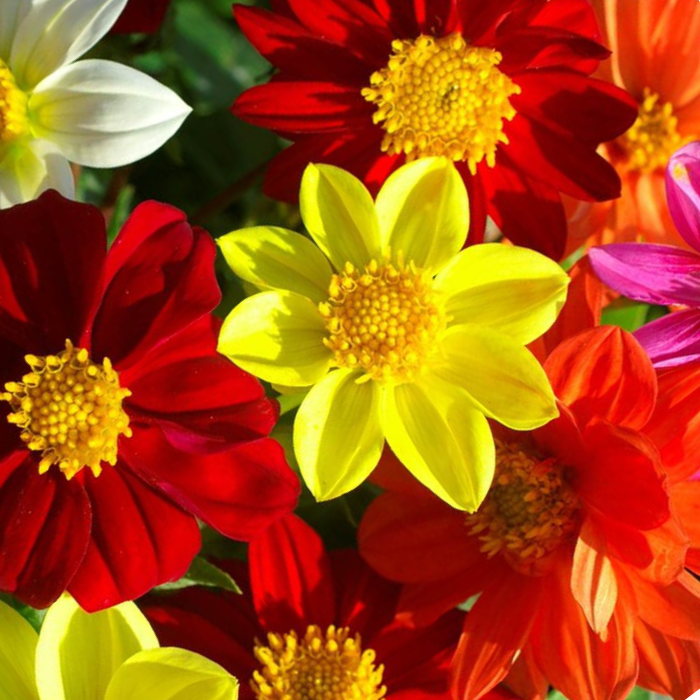 Dahlia Seeds  Mignon Mix