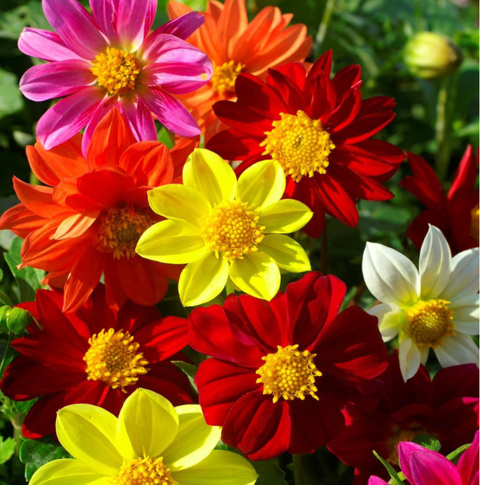 Dahlia Seeds  Mignon Mix