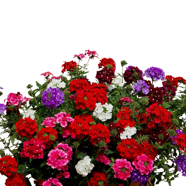 Verbena Seeds  Florist Mix