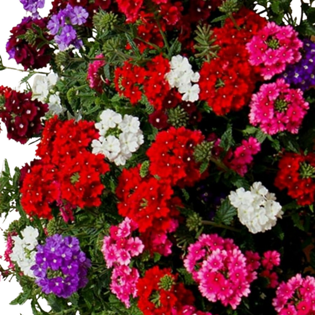 Verbena Seeds  Florist Mix