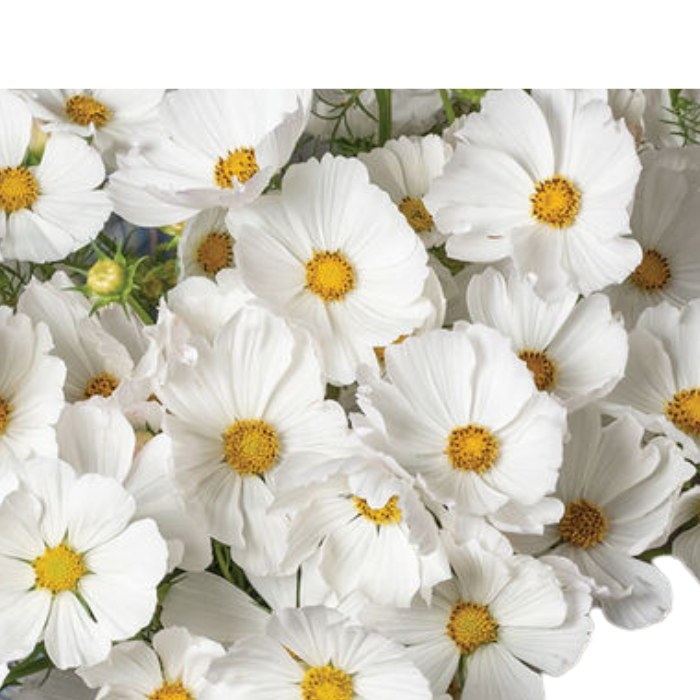 Afternoon White Mix Cosmos Seeds Afternoon White