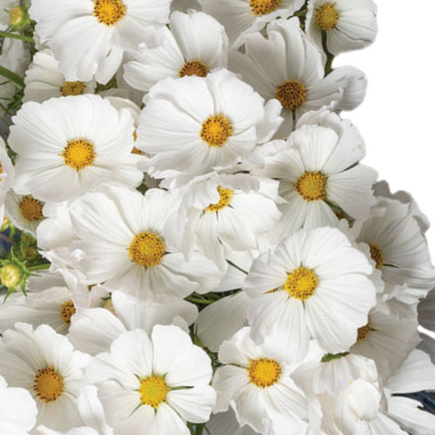 Afternoon White Mix Cosmos Seeds Afternoon White