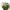 Afternoon White Mix Cosmos Seeds Afternoon White