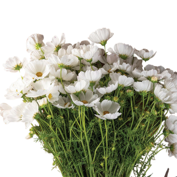 Afternoon White Mix Cosmos Seeds Afternoon White