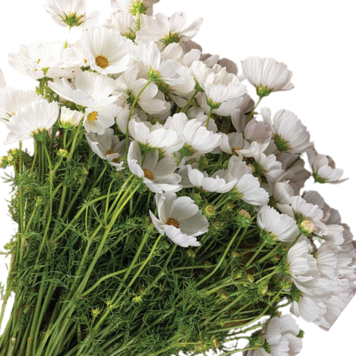 Afternoon White Mix Cosmos Seeds Afternoon White