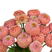 Oklahoma Salmon Zinnia Seeds
