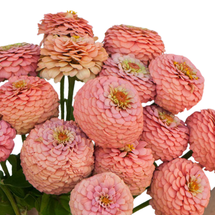 Oklahoma Salmon Zinnia Seeds