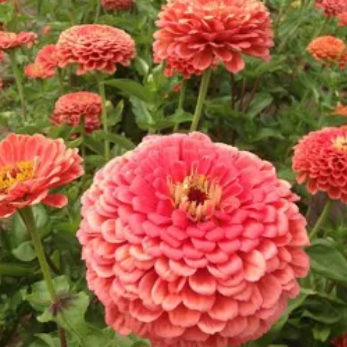 Oklahoma Salmon Zinnia Seeds