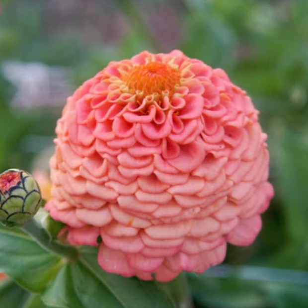 Oklahoma Salmon Zinnia Seeds