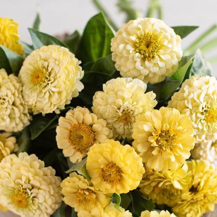 Oklahoma Ivory Organic Zinnia Seeds