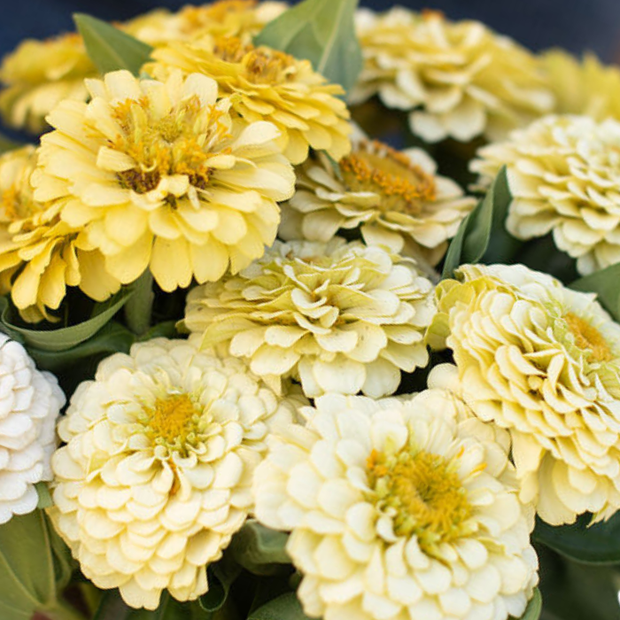 Oklahoma Ivory Organic Zinnia Seeds