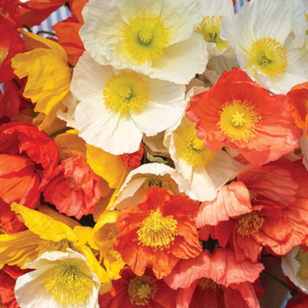 Champagne Bubbles Mix Iceland Poppy Seed
