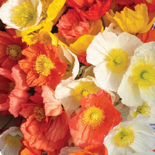 Champagne Bubbles Mix Iceland Poppy Seed